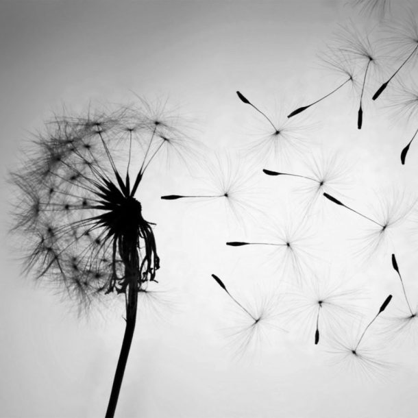 Accompagnement dans la mort assistée avec Léa Céleste