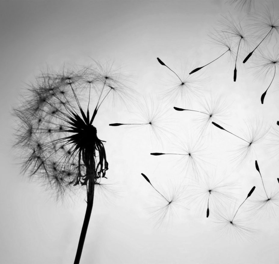 Accompagnement dans la mort assistée avec Léa Céleste